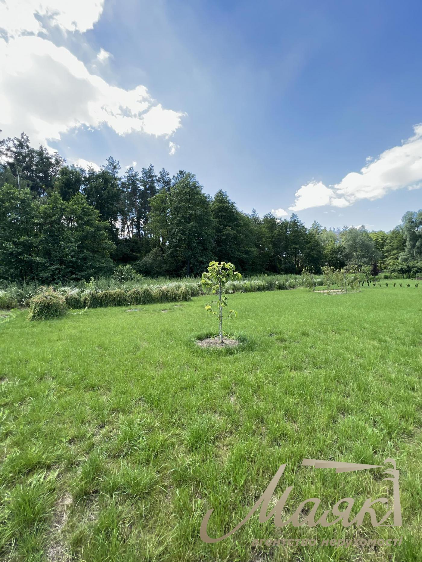 Продаж землі 50 соток ліс, село Ходосіївка, Новообухівська траса, ліс.