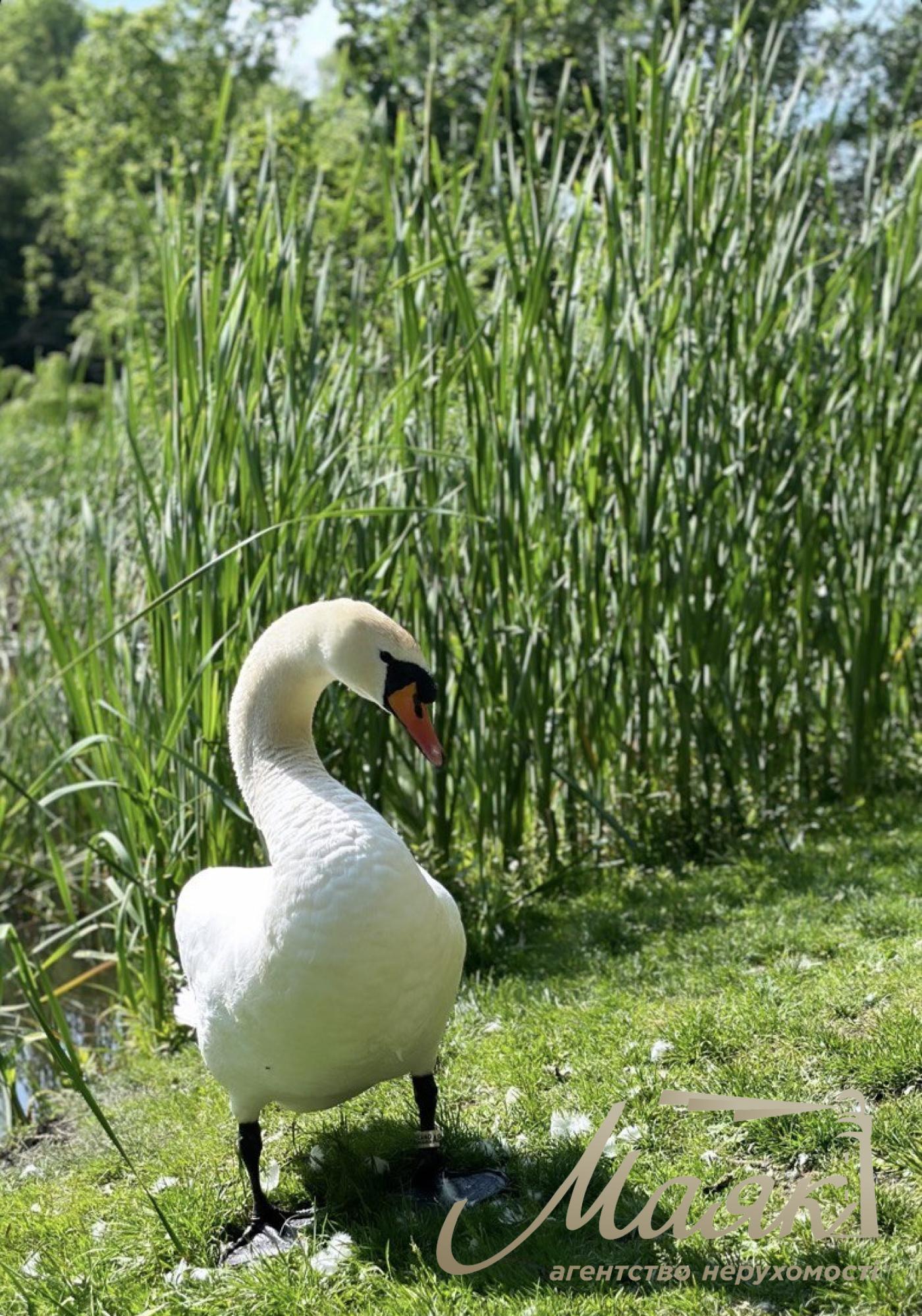 Продаж будинку та земельна ділянка 10 соток, вул. Витавська, Чапаєвка/віта-Литовська, Київ, Голосіївський район
